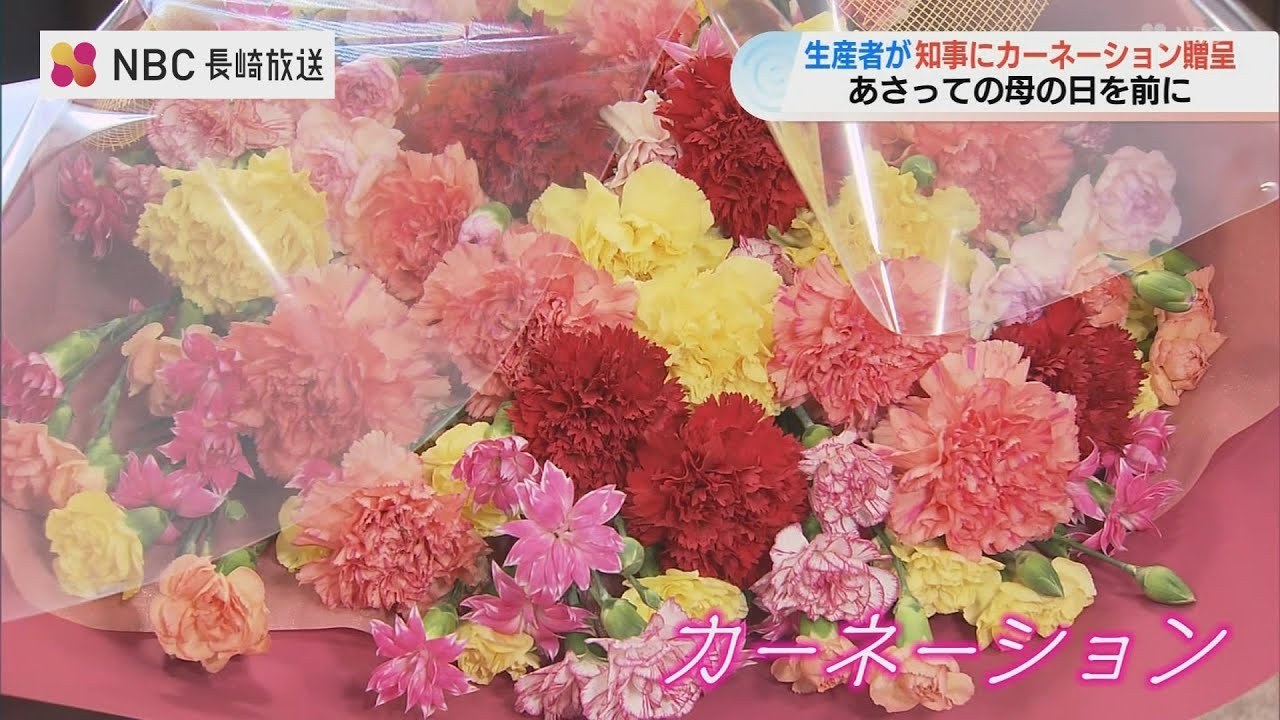 Nagasaki Prefecture carnations, highly acclaimed nationwide, were