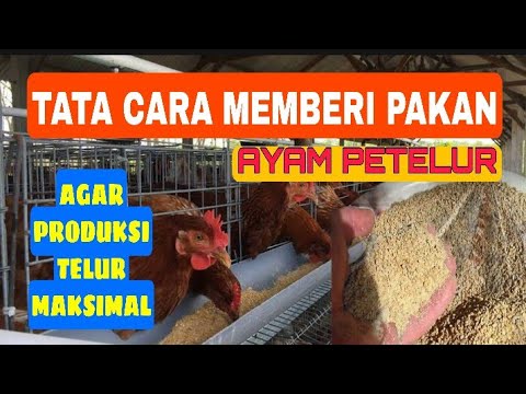 Cara Agar Ayam Petelur Cepat Bertelur