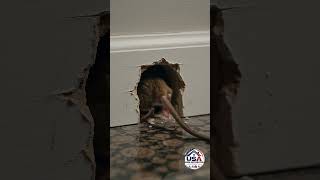 🐭 Signs of a Rodent Infestation You Should Never Ignore #RodentRemoval #MouseControl #RatControl