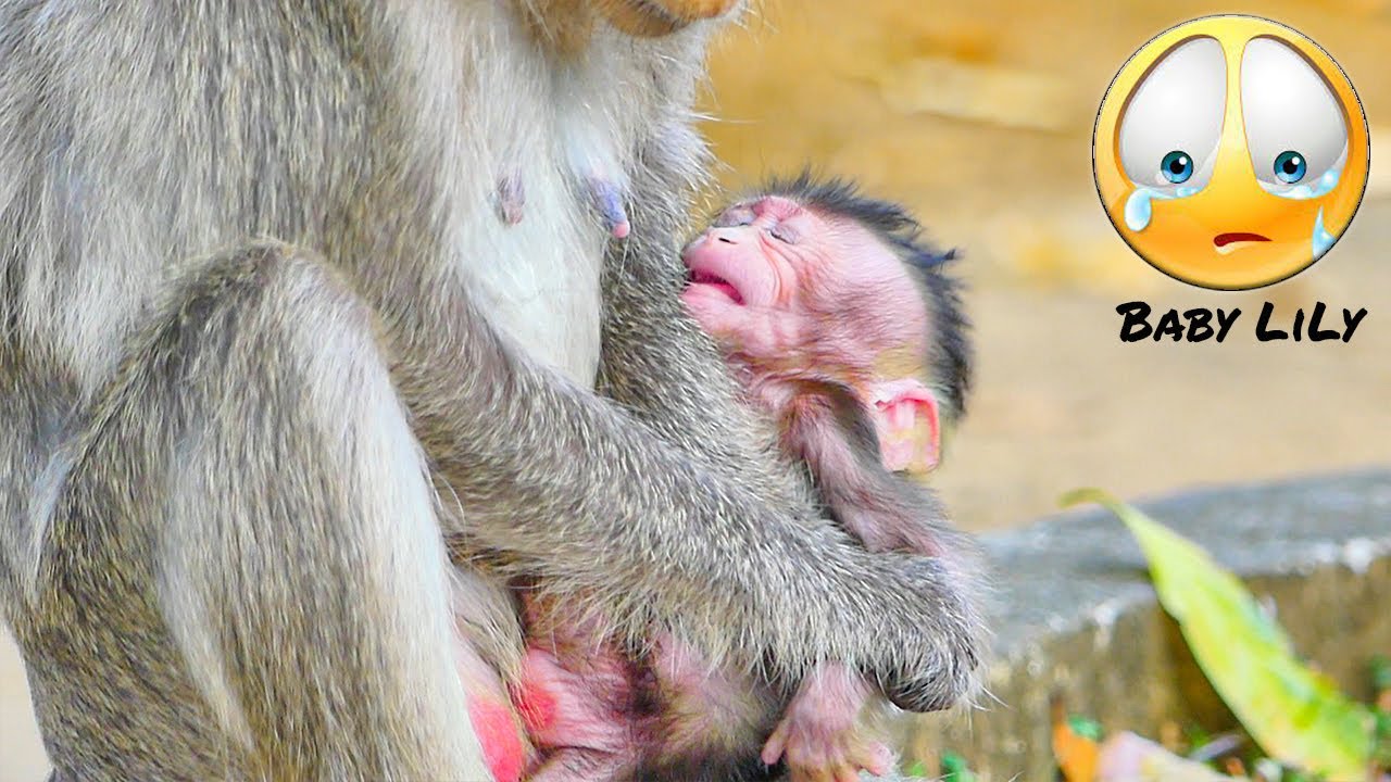 Oh no....!! Really fast for this time if young mother monkey ALIKA S.T.O.P milk tiny baby Lily.
