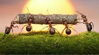 The Incredible World of Ants: Nature's Tiny Titans!