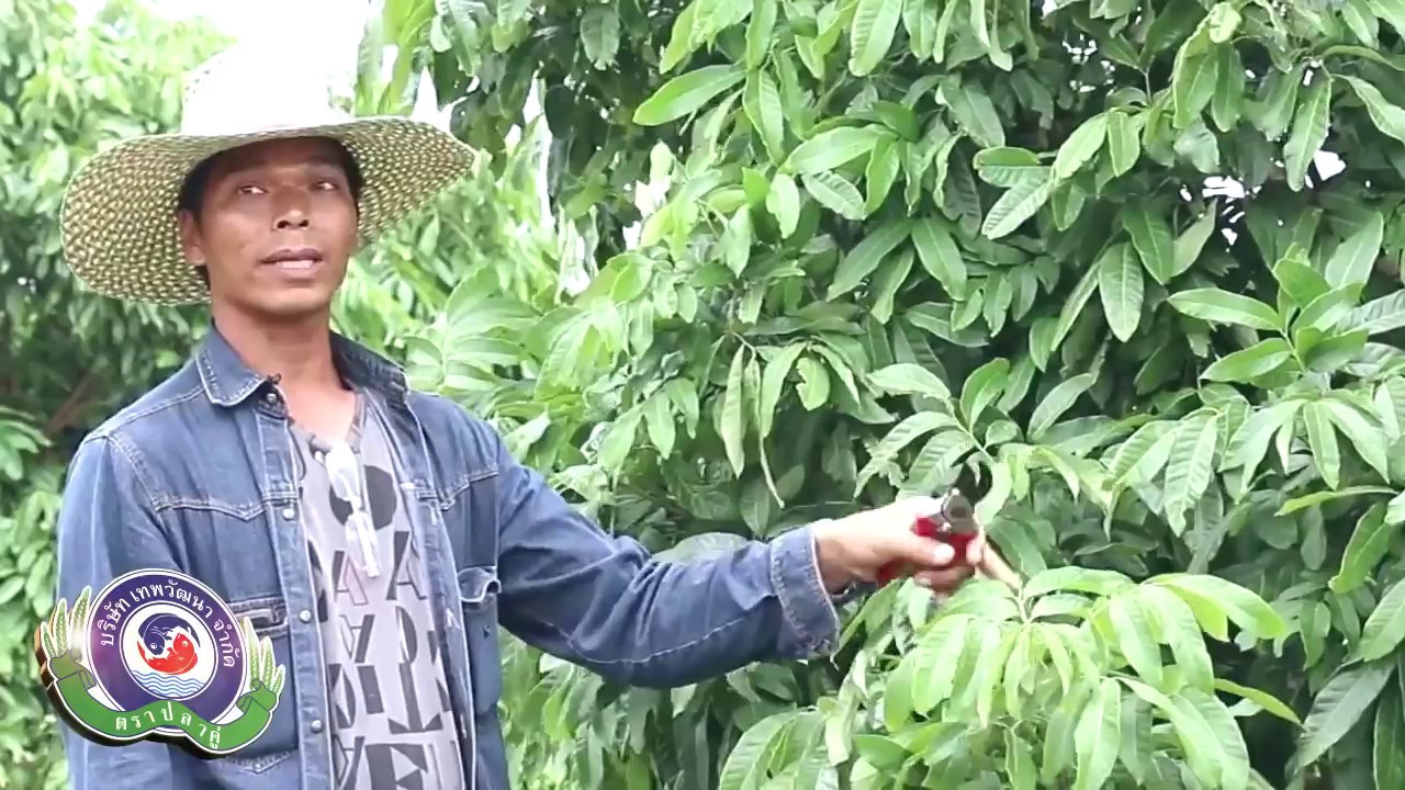 ขั้นตอนการแต่งกิ่งลำไย