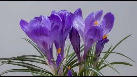 من سورة الزمر من قيام رمضان 1441 للقارىء هيثم سلمان
