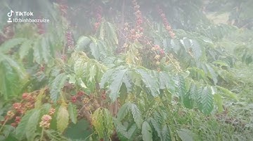 Ca rụng hết rồi 