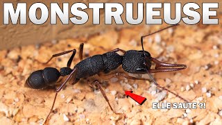 ASIAN HOPPER ANT - An incredible hunter! by AntsFourmis - Elevage de Fourmis 23,998 views 1 year ago 4 minutes, 25 seconds