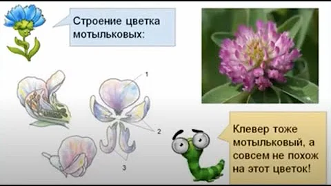 Мотыльковые бобовые строение цветка. Цветок и соцветие. Гусеница Макс.