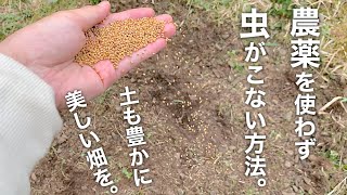 春に種まきできるオススメの緑肥。蒔いてみて気づいた事。【自然農スタイル】