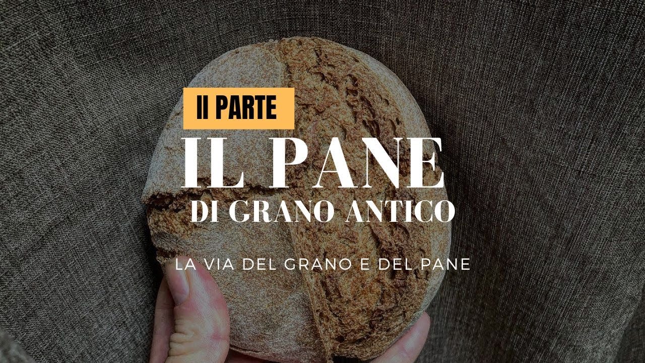 IL PANE DI GRANi ANTICHI (ricetta): SECONDA PARTE I La via del grano e del pane