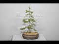 21/2 Zuckerhut-Fichte "Conica" - YouTube