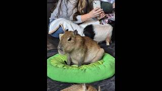 Capybara Encounter