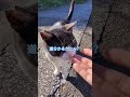 ガイドニャンコさんGETだぜぇ#ガイド#猫#cat#地域猫#猫島#擦り寄り#GET#Short