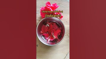 How China Rose (Hibiscus 🌺/gudhal)work as an Indicator|Acid and Base|#indicators #acidbasesalt