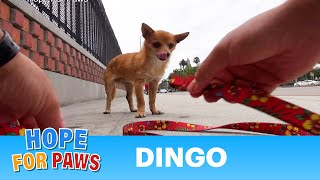 A little Dingo running on a bridge over one of the busiest freeways in the U.S!