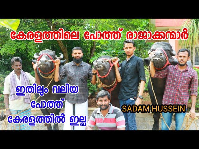 കേരളത്തിലെ പോത്ത് രാജാക്കന്മാർ | King of  buffalos in kerala | viral video class=