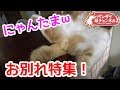 去勢の前に・・・にゃんたまω大特集!にゃんたまを愛でるモフる眺める!