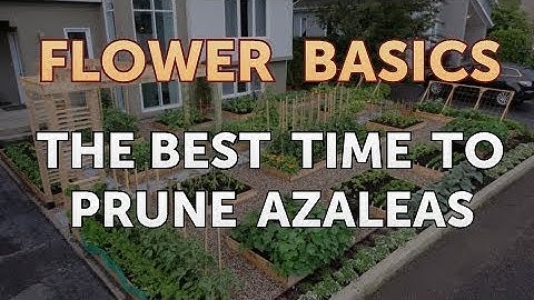The Best Time to Prune Azaleas