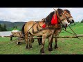 The Transition Of Sheep To The Highlands Hutsuliki Horses Help To Transport Inventory