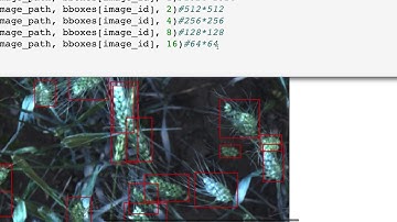 Global Wheat Detection | Kaggle Competition - 4 : Resizing the Data