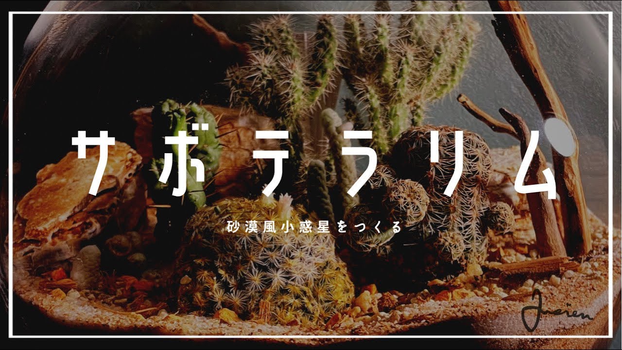 砂漠を作ります、管理方法を添えて。 #サボテン #多肉植物 #レイアウト