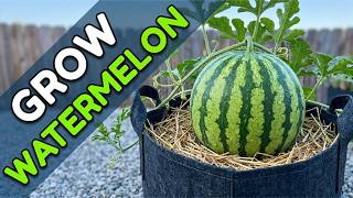 The Watermelon Growing Trick That Changed Everything for Me
