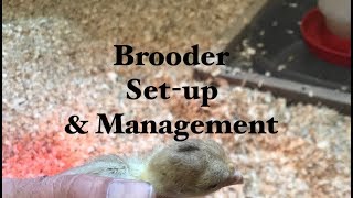We're Preparing for Chicks Using our Greenhouse to Brood: ABC acres- episode #122