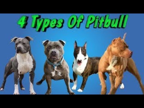 Video: Pit Bull Terrier Va Staffor O'rtasidagi Farq Nima?