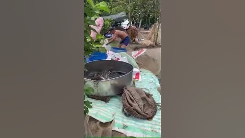 Được mùa được giá cá lóc #shorts