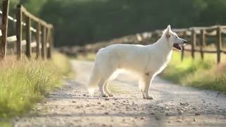 Just Keep Breathing  White Swiss Shepherd Ice