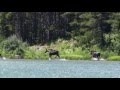 HD Moose Video from Glacier National Park