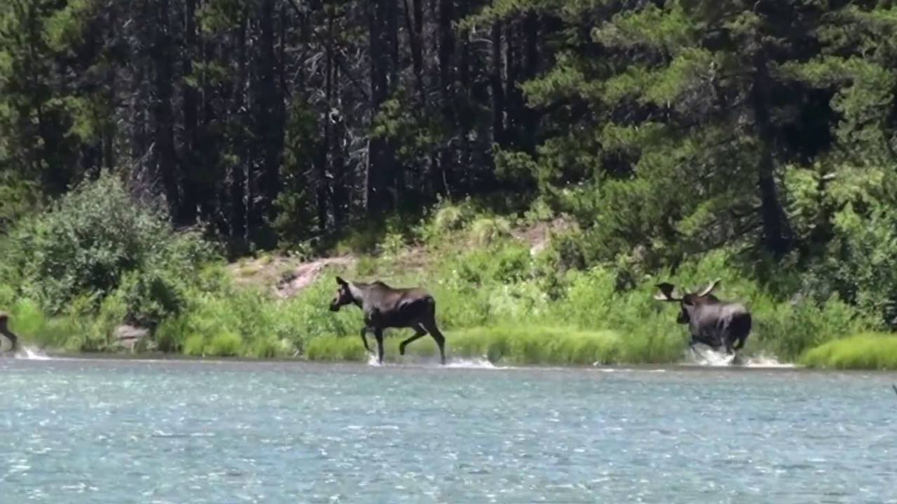 HD Moose Video from Glacier National Park