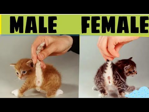 How to tell the Sex of kittens / Male and Female newborn kittens /How