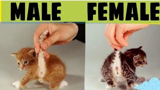 How to tell the Sex of kittens / Male and Female newborn kittens /How to tell cat gender difference
