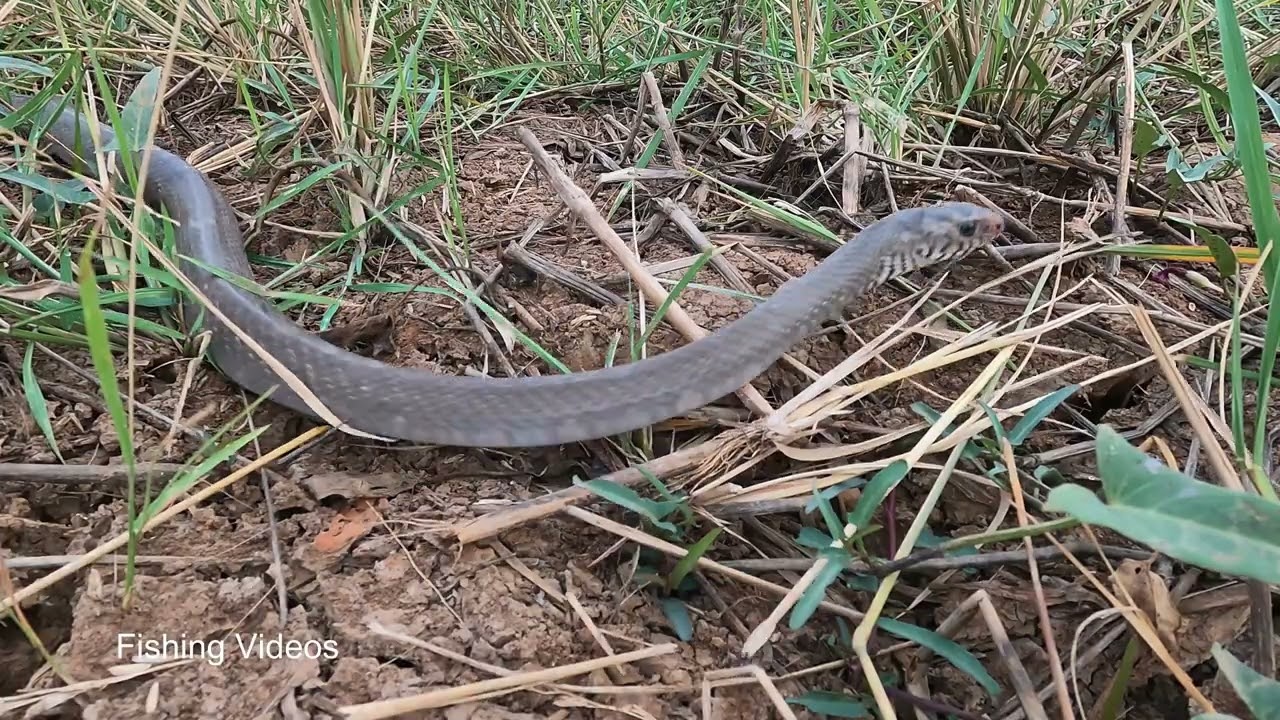 Primitive Technology - Easy Snake Trap Using Bamboo Hole Catch Big Snake at Rice Field