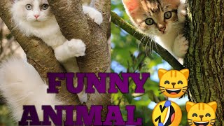 Damn Nature you crazy 🤣! Insane Animals fails funny video 😸😸🤣🤣#fuunyanal