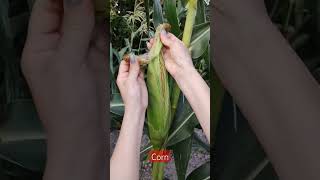 #corn #azerbaijan