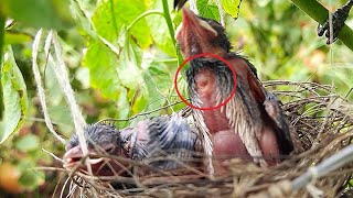 Baby Bird Fights a BUG Attack on it || Bulbul baby birds transformation | day 6 EP 11