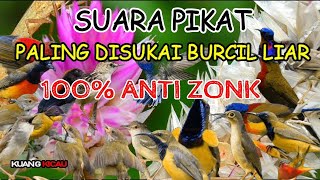 suara pikat burcil ribut paling ampuh   trucukan kutilang prenjak konin sogon @Kuang_Kicau