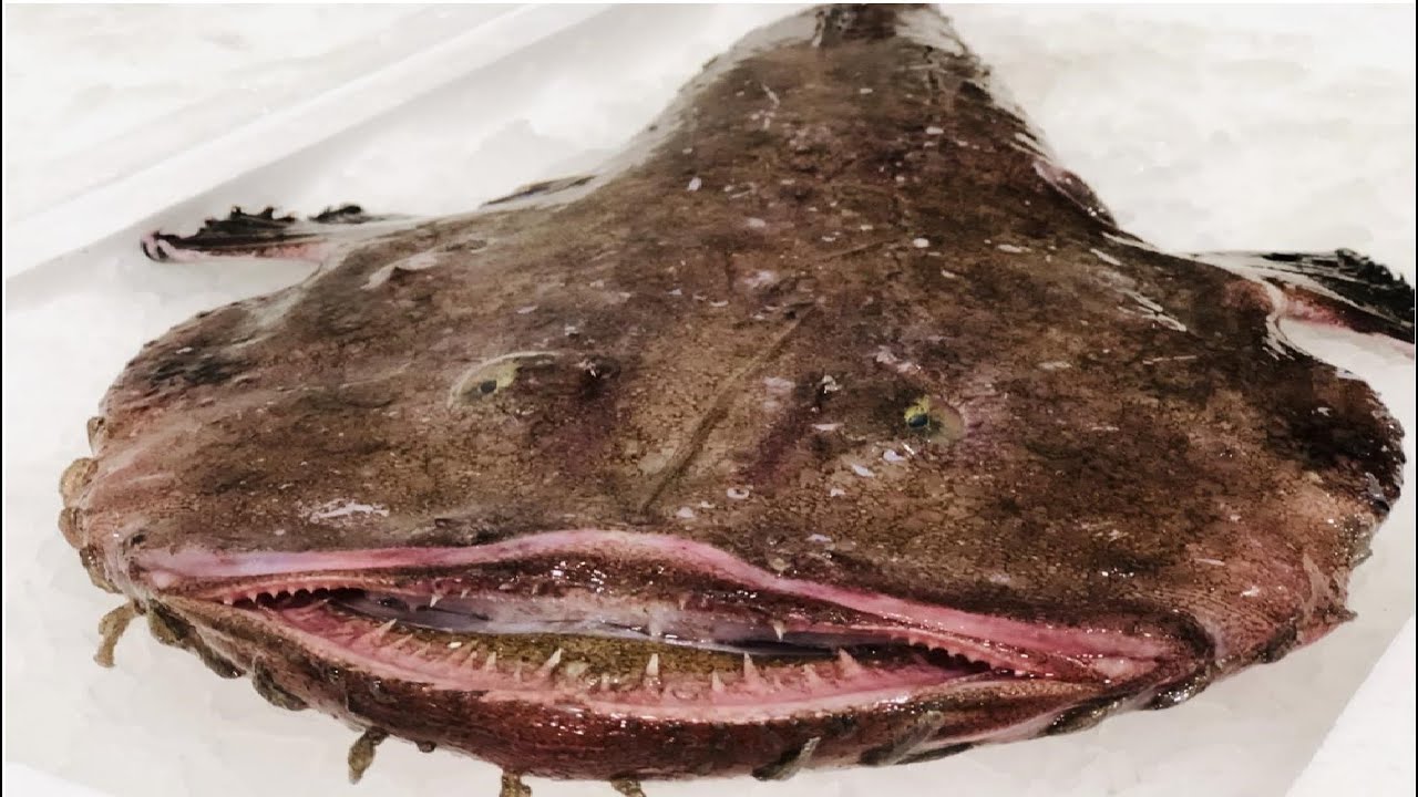 TRUCOS PARA LIMPIAR UN RAPE O SAPO