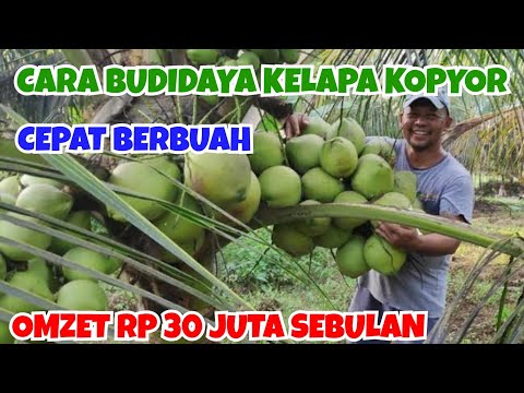 Video: Di mana kelapa tumbuh paling baik?