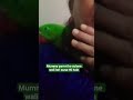 Parrot Loves Mummy's Pat on His Back. Totte Ko Mummy Ka Pyar Bohot Pasand Hai. #parrotlife #bird