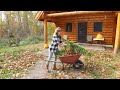 Our best harvest ever  off grid homesteading up in the northland