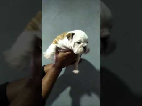 English Bulldog Male puppy Sale Jaipur Dogshub 9950330009 sheppard software