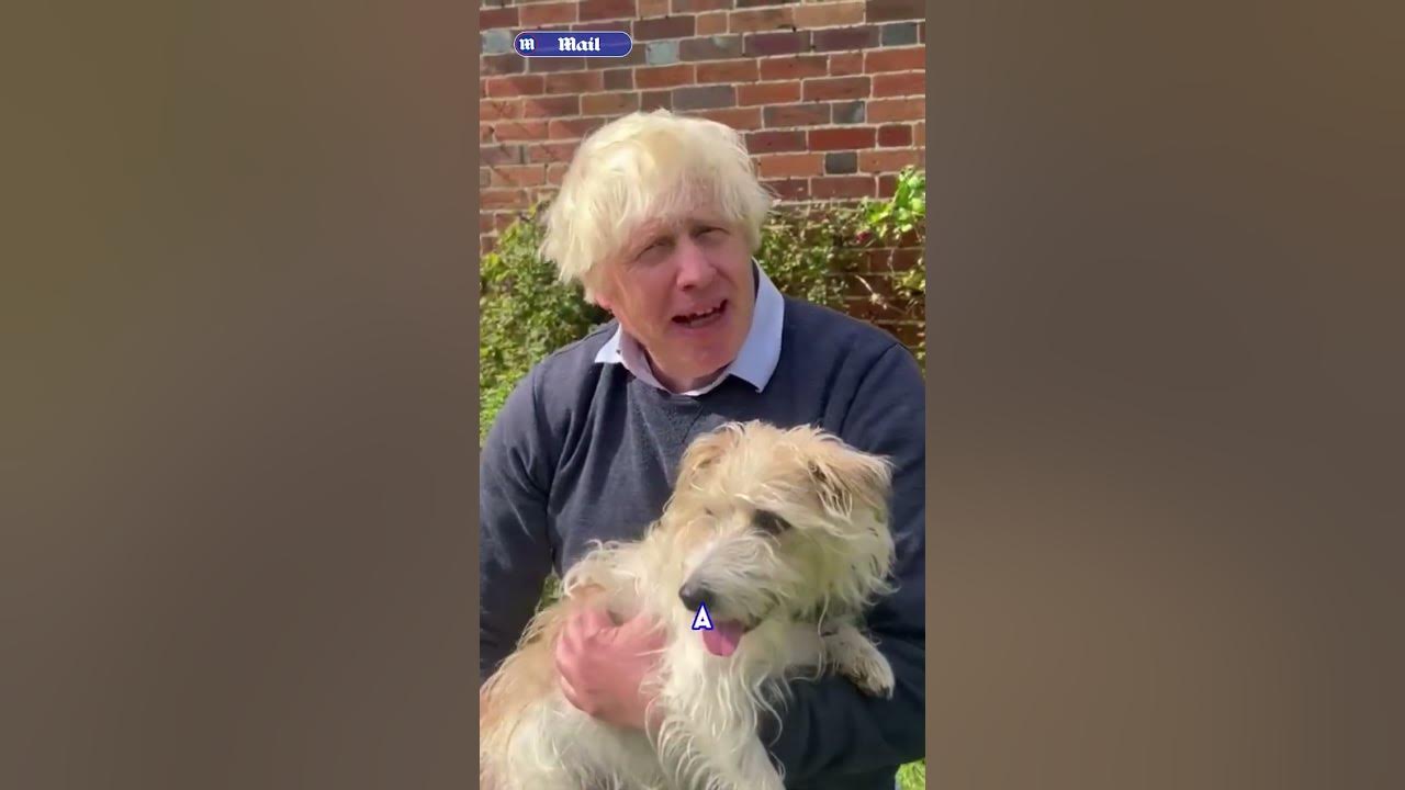 Boris Johnson has HIS say on dangerous dogs following XL bully dog attacks