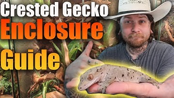 How To Make The PERFECT Crested Gecko Enclosure