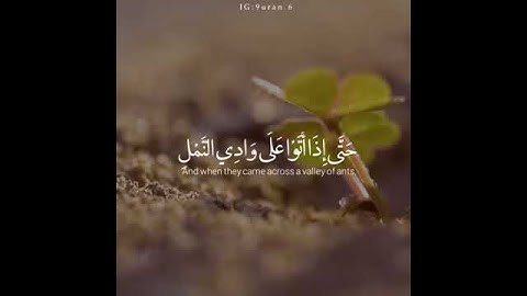 تلاوة عطرة♥️ "حَتَّىٰ إِذَا أَتَوْا عَلَىٰ وَادِ النَّمْلِ قَالَتْ نَمْلَةٌ يَا أَيُّهَا النَّمْلُ"