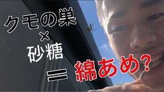 クモの巣に砂糖かけたら綿あめになるか？