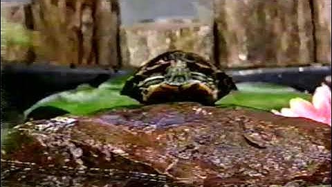 All Week Of Walk Around The Block With Barney (Screener) (All Week Version) Part 43