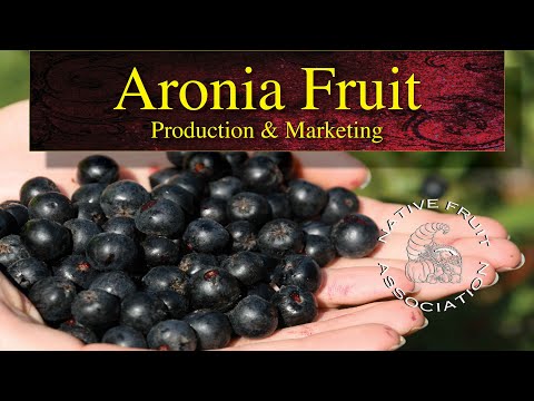 Aronia Fruit • Production & Marketing
