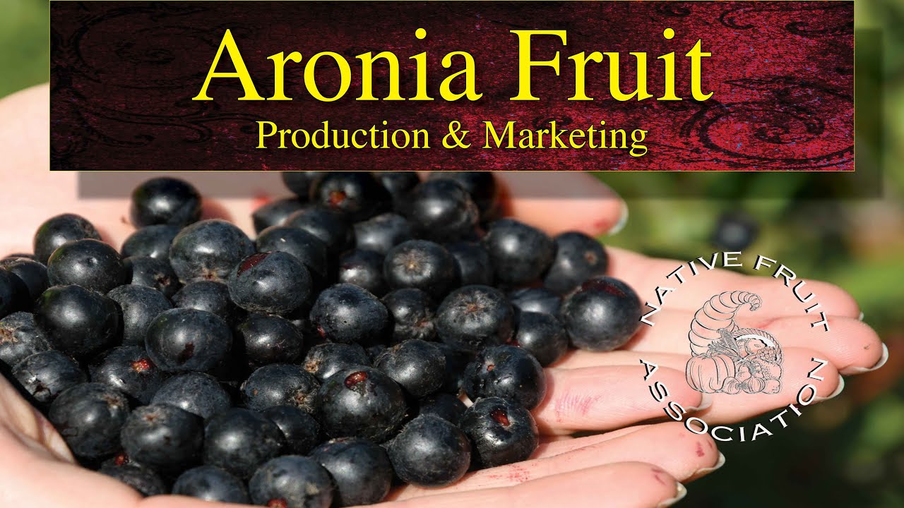 Плоды аронии • Производство и маркетинг