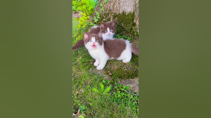 Sie sind so schön 🧸🐈❤️🫶 #katze #kitten #cat